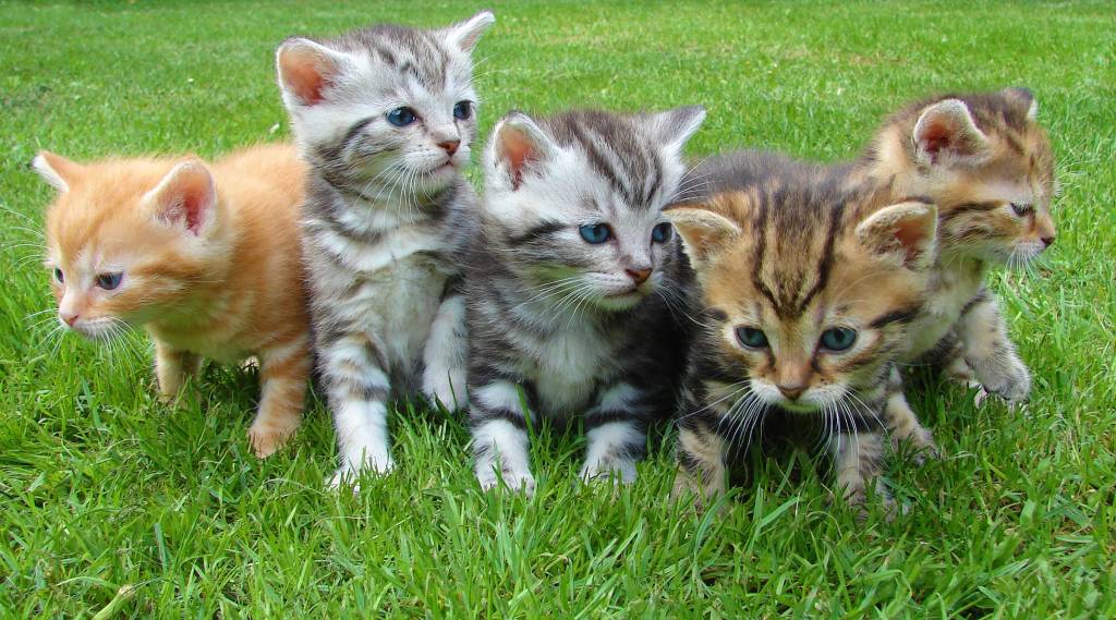 kittens and compound interest